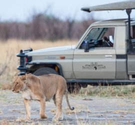 Moremi Game drive