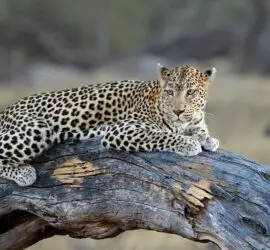 Leopard lying on a tree trunk as viewed from Shangana Safaris vehicle