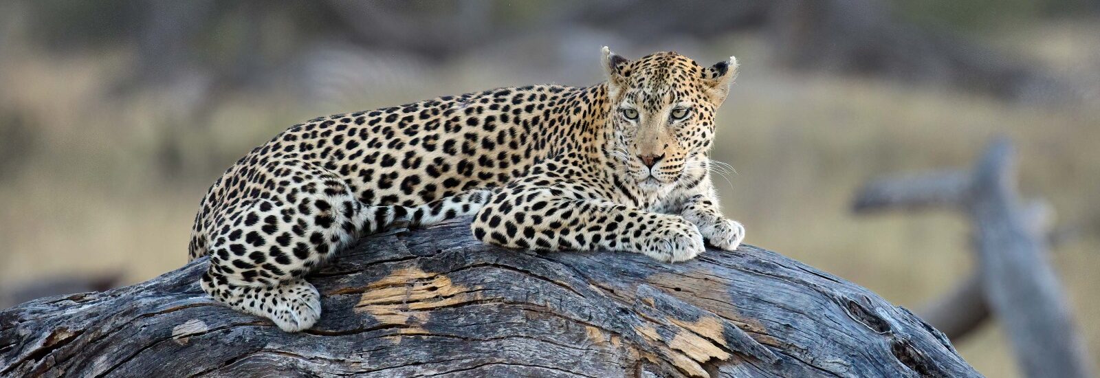 Leopard lying on a tree trunk, photo taken on a Botswana Safari.