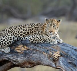 Leopard lying on a tree trunk, photo taken on a Botswana Safari.